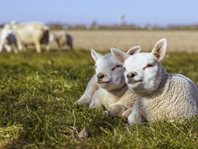 Actuele activiteiten